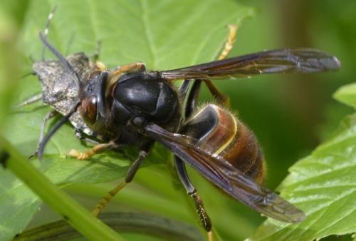 Vespa velutina